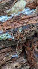 Penicillium