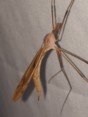 Tipula ultima