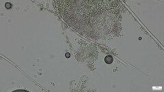 Penicillium