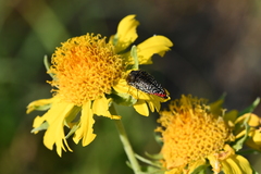 Acmaeodera haemorrhoa