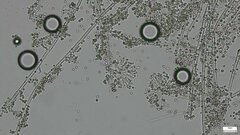 Penicillium