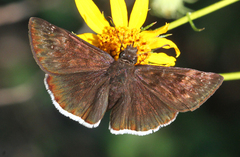 Erynnis tristis
