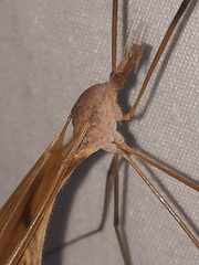 Tipula ultima