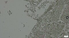 Penicillium