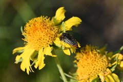 Acmaeodera haemorrhoa