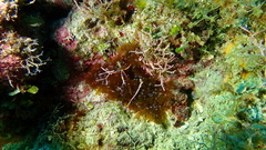 Lebrunia neglecta