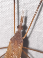 Tipula ultima