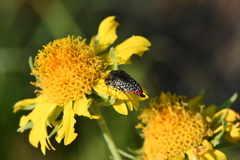 Acmaeodera haemorrhoa