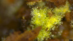 Penicillium