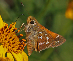 Hesperia woodgatei