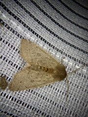 Orthosia fausta