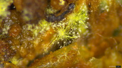 Penicillium