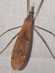 Tipula ultima