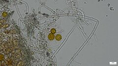 Penicillium