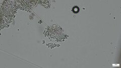 Penicillium