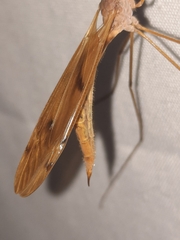 Tipula ultima
