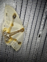 Macrocilix mysticata