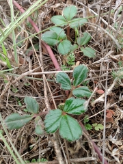 Fragaria chiloensis
