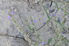 Verbena canescens