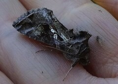 Chrysodeixis includens