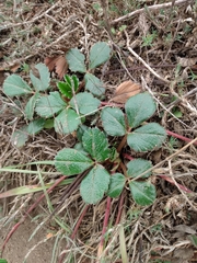 Fragaria chiloensis