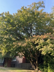 Zelkova serrata