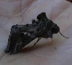 Chrysodeixis includens