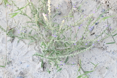 Verbena canescens