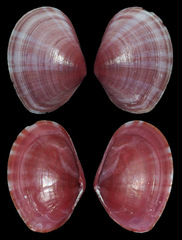 Tellinidae