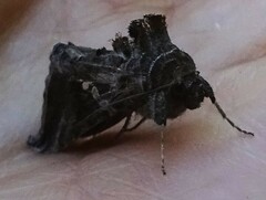 Chrysodeixis includens
