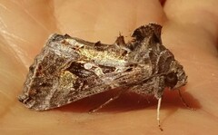 Chrysodeixis includens