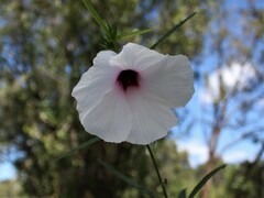 Hibiscus meraukensis