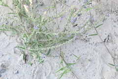 Verbena canescens