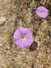Ipomoea ternifolia