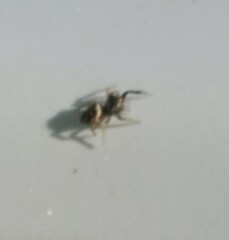 Paraphidippus aurantius