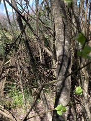 Rhipidura fuliginosa fuliginosa