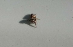 Paraphidippus aurantius