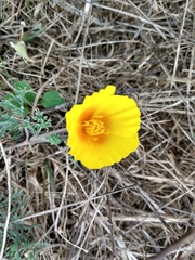 Eschscholzia californica