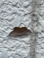 Plesiomorpha punctilinearia