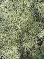 Clematis glycinoides