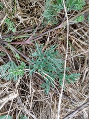 Eschscholzia californica