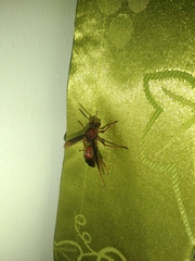 Polistes tenebricosus