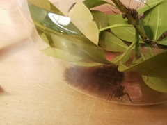 Pyrrharctia isabella