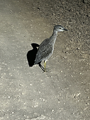 Nyctanassa violacea pauper