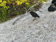 Nyctanassa violacea pauper