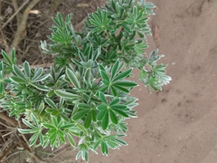 Lupinus arboreus