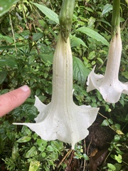 Brugmansia arborea