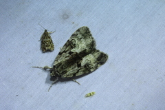 Catocala andromedae