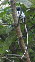 Terpsiphone paradisi