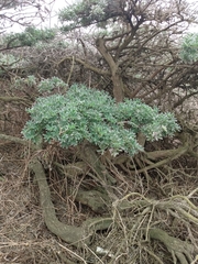 Lupinus arboreus